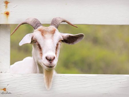 LD1226 - Goat at Fence - 18x12 Online Hot Sale