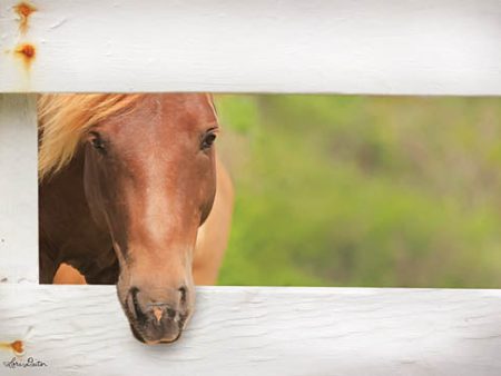 LD1225 - Horse at Fence - 18x12 Discount