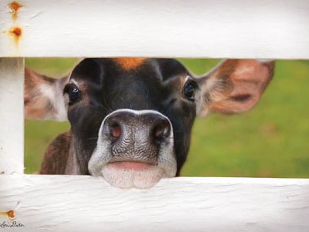 LD1223 - Cow at Fence - 18x12 Cheap